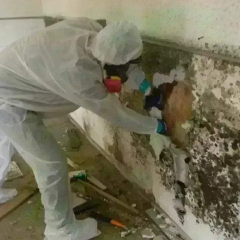 Mold Remediation and Removal in Palatine, IL